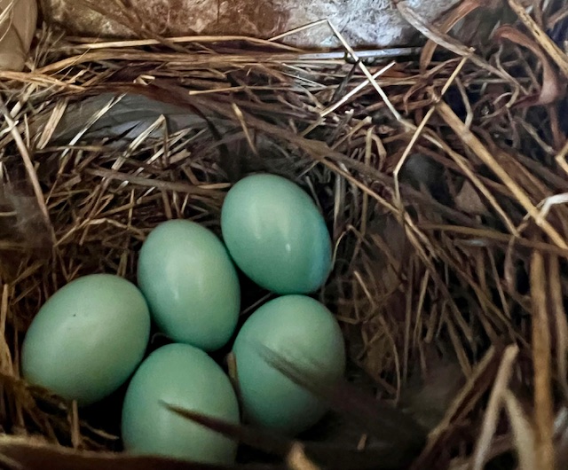 Bluebird eggs - MaryAnne Patrick