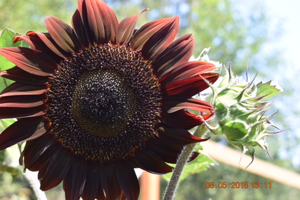 Open Saturday and Sunday, 9 am to 6 pm. We still have lots of berries! Lots of sunflowers too.