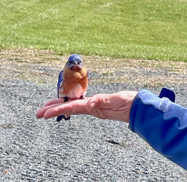 MaryAnne Patrick's patience, impersonating a tree, paid off with a bluebird landing on her hand!