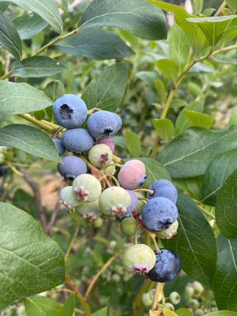 Open Thurs, Fri, Sat and Sun, 9 am to 6 pm, Aug 5-8. Great picking, lots of berries available.