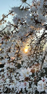 Flowering Cherry - Carol Beck