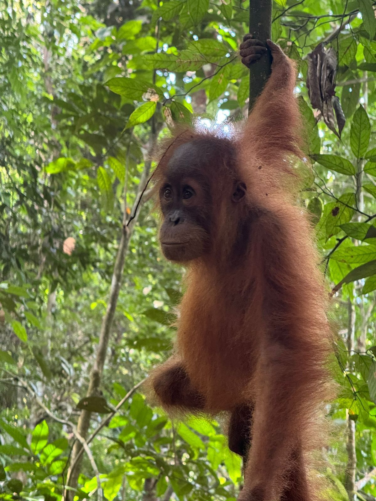 jungle orangutan trekking