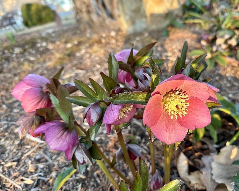 Helleborus orientalis 'Royal Heritage' aka Lenten Rose - Chris Wilson