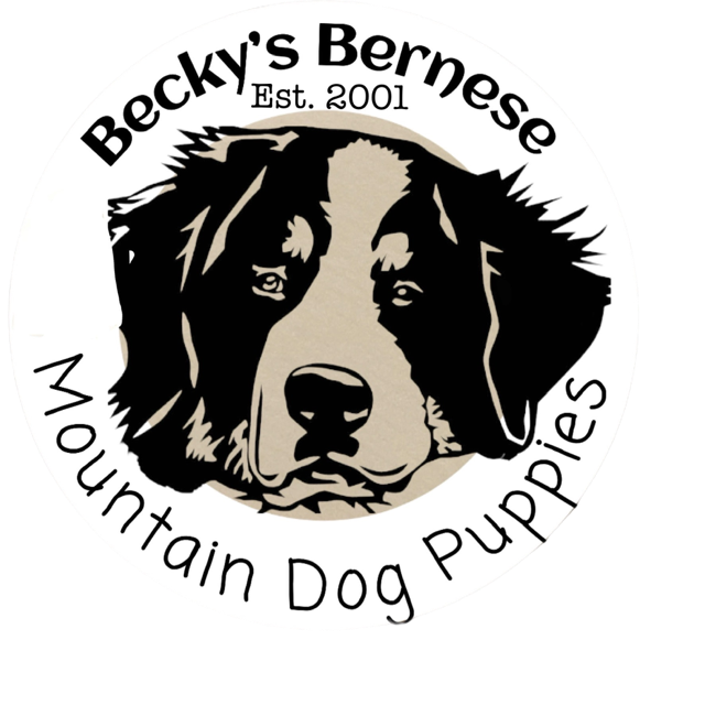 Becky's Bernese Mtn Dog Puppies