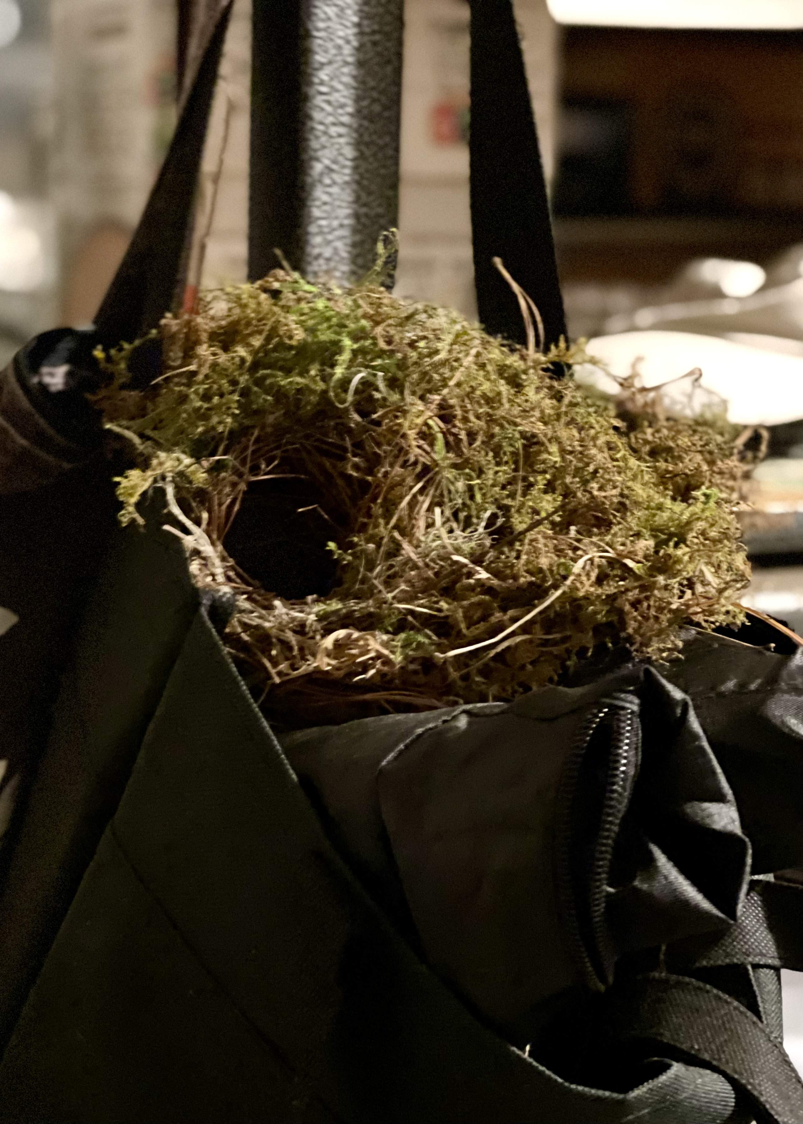Wren's nest in a handbag - Chris Wilson