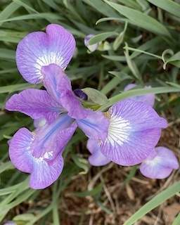 Iris sibirica Kita-No-Seiza' - Siberian Iris - Chris Wilson